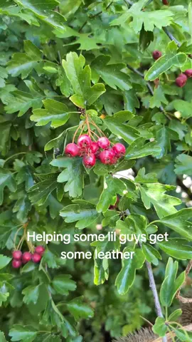 I know they're not Lingonberries sh #groubded #grounded2 #axl #streamer #xbox 