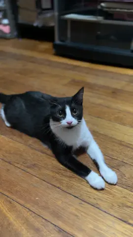 buy na kayo, guys para may pang catfood daw sha #fyp #foryoupage #cat #affiliate