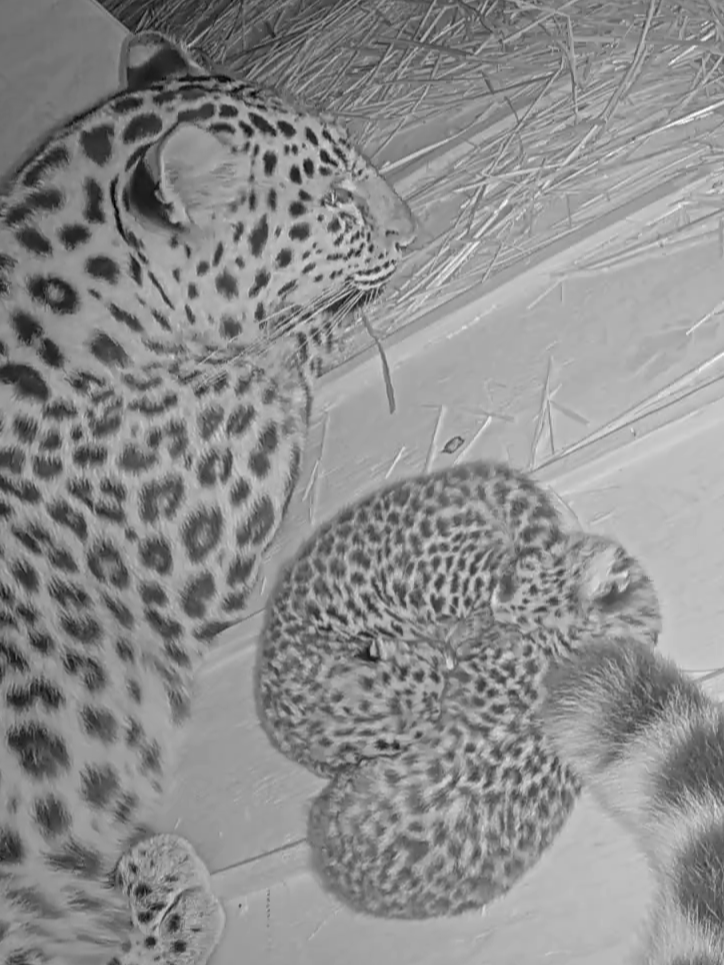Look who’s new: Two Amur leopard cubs were born at Saint Louis Zoo on Aug. 13, 2025! This is the second litter for 7-year-old parents Dot and Samson, and a significant addition for this critically endangered species — only about 100 Amur leopards remain in the wild today. Dot and her little ones are bonding in a private, indoor maternity den for now. It’ll be a few months before the family is ready to make a public debut, but we’ll be sharing plenty of photos and video in the meantime! Follow along as our leopard cubs start to grow ➡️ stlzoo.org/LeopardCubs.