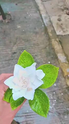 ঠিক এভাবেই হেঁটে যাবো 😎