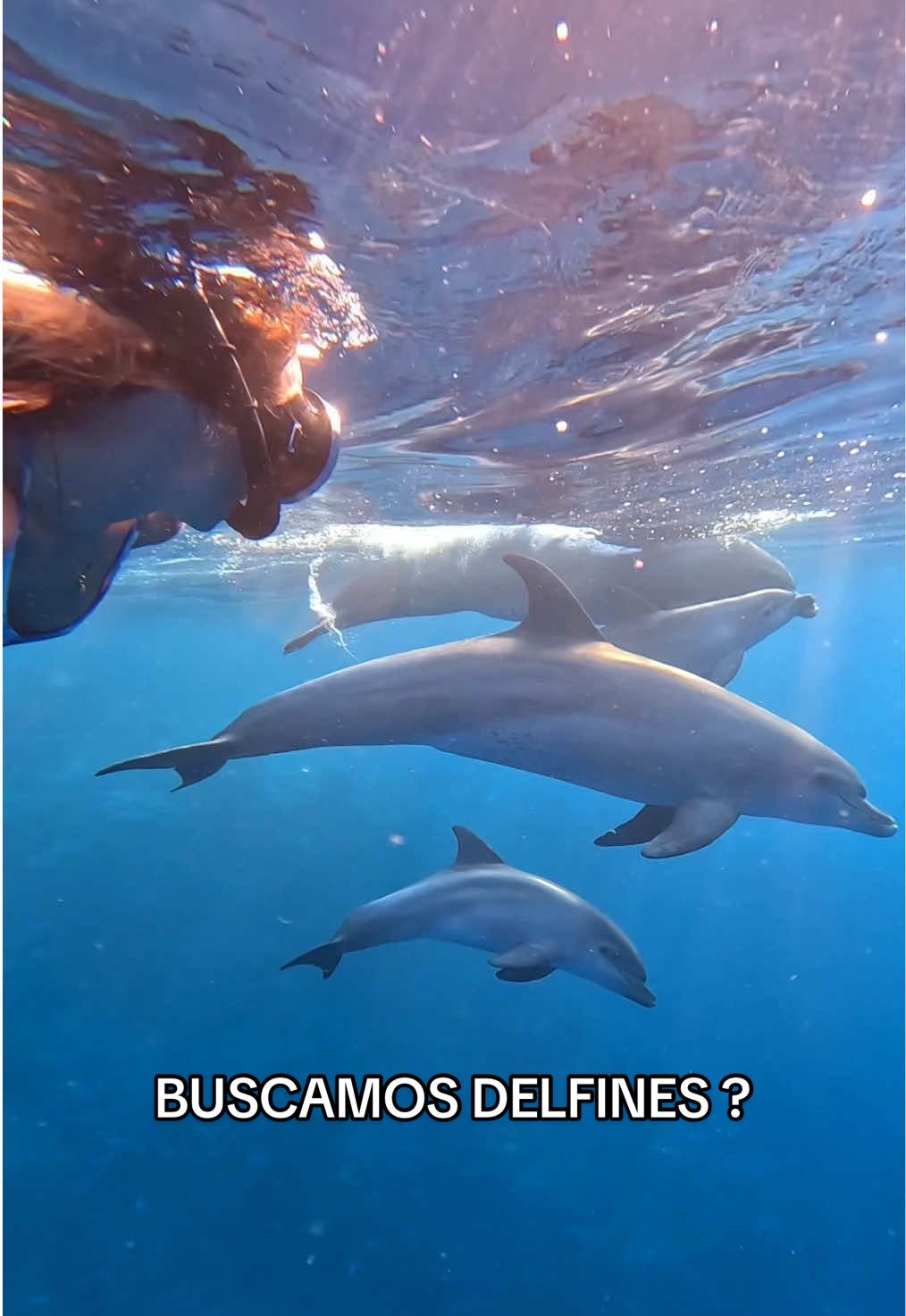 Funciona o me lo parece? #delfin #delfines #curiosidad #tiktokespaña #viral #parati #mar #oceano 
