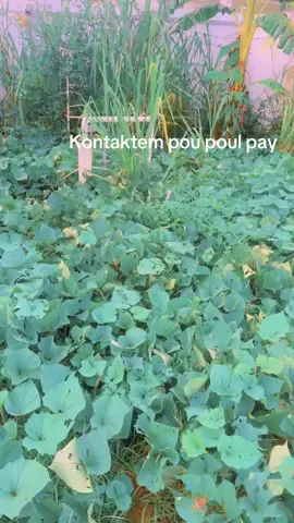 #farm #haitiantiktok🇭🇹 #haitiantiktok #sweetpotatoes 