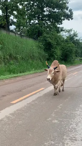 เลี้ยงเองเคียงเอง 30 นี้พบกัน #ไหมงามสุดทางรักษ์ #ทายาทฟ้าผ่าเล็ก🐂 #สนามกีฬาชนโคโพธิ์ทองแม่สอด #สนามกีฬาชนโคทุ่งทะเลหลวงจังหวัดสุโขทัย #ฟีดดดシ 