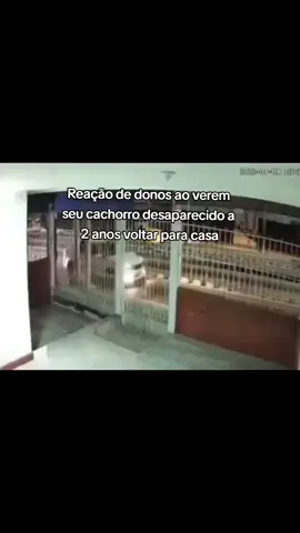 #4patas #dog #cachorro #animais #4patas 