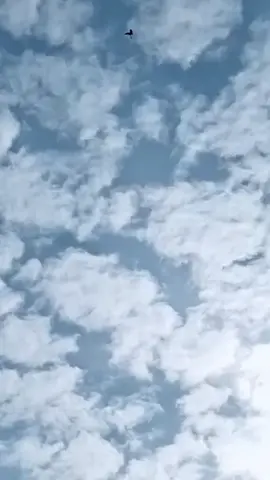 قيموها ودز صوره طيرك بالتعليق منه