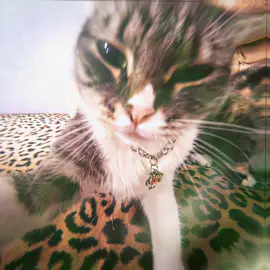 @chloenfreya cats be killing it 👌#cats #velo #velocityedit #fypツ #viral #snyle