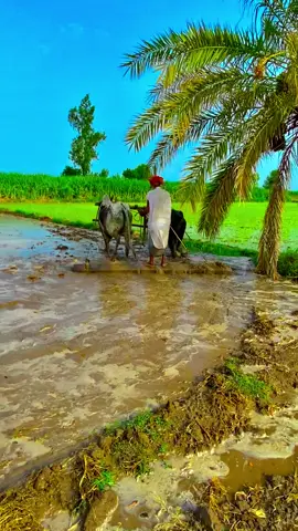 Pindawaly #viralvideo#گاؤں #trending #foryoupage❤️❤️ 