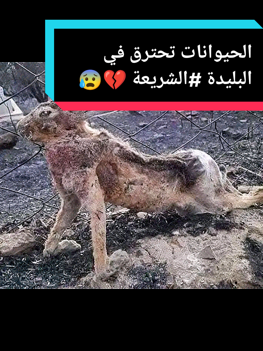 الحيوانات تحترق في البليدة #الشريعة#وفاة #f #tik #tiktok #fyp #foryou 
