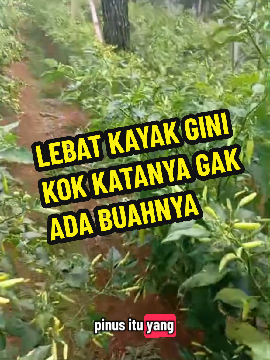 Lebat ki lo..... 🤪 . . #ramuanpupukgenderuwo #pupukviral #pupukpetani #ramuangenderuwo #pupukgenderuwo 
