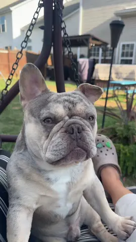 #stitch with @Funny-videos #fyp #foryourpage #frenchbulldogsoftiktok #frenchiesoftiktok 