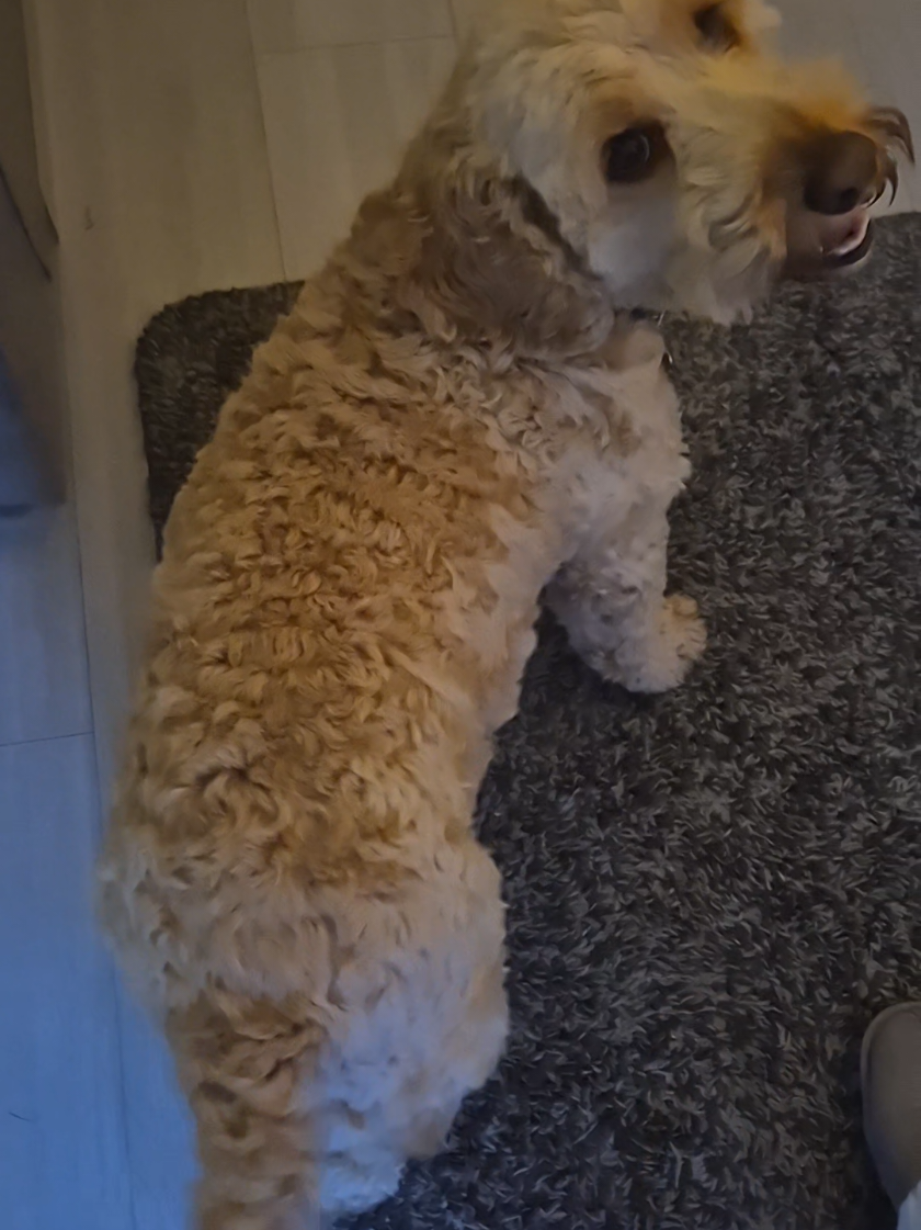 Always beautiful 😍 #fyp #cockapoo #cutedogsoftiktok #stunning 