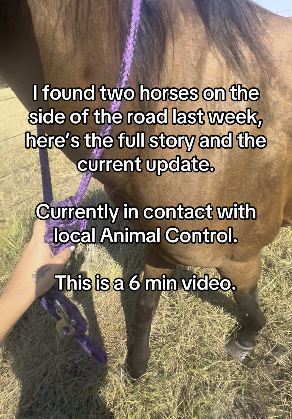 I am still keeping in contact with animal control and have more updates coming. BE THE VOICE FOR THOSE WHO DON’T HAVE ONE. 🐎 THANK YOU ALL FOR YOUR CONCERNS AND HELPING BRING THIS TO LIGHT. 💡 #horselife #rescue #rescueanimals #animalsoftiktok #horsesoftiktok #2foundhorses #storytime #updates #bekind #speakup 