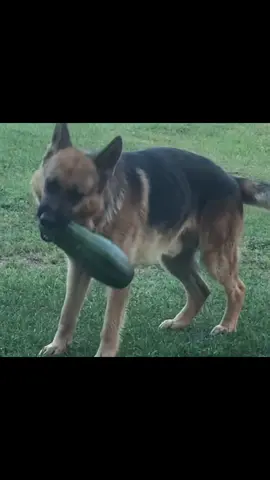 Полажи на место!#germanshepherd #dog #собака #немецкаяовчарка 