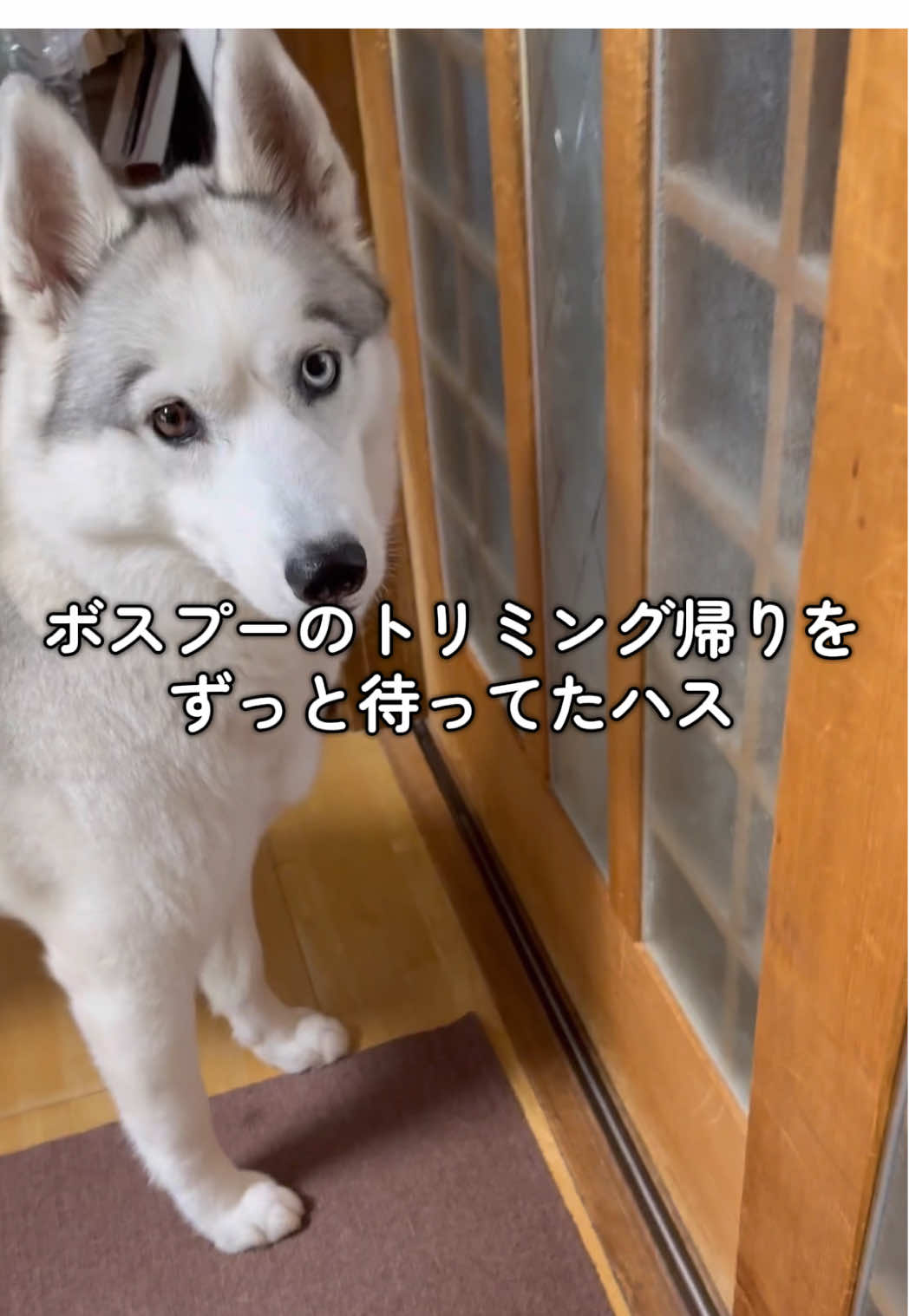 毎回これ #シベリアンハスキー #ボスプー #柴犬 