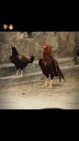#🔥🦅🔥 #🔥🦅🔥 🐓🐓🐓🐓🐓🙅🙅🐓🐓🙅🐓♥️♥️🙅🔥🔥🐓🐓🔥#🔥🦅🔥 anesraza