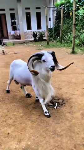 Keçi bize saldıracak😳 