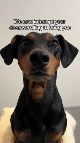BATDOG🦇