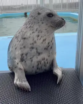 seal🦭🍥