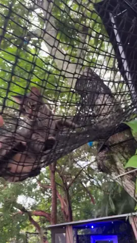 I get by with a little help from my friends:) #cat #kitten #yard #backyard #funny