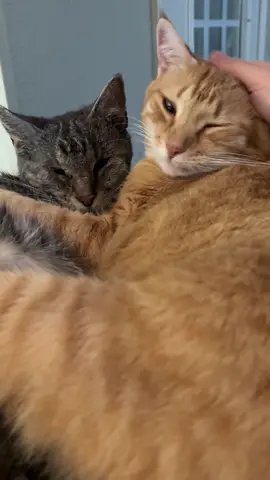 They’re best friends 🥹💖🐱🐱 #BestFriends #catsoftiktok #PetsOfTikTok #petlove #orangecatbehavior 