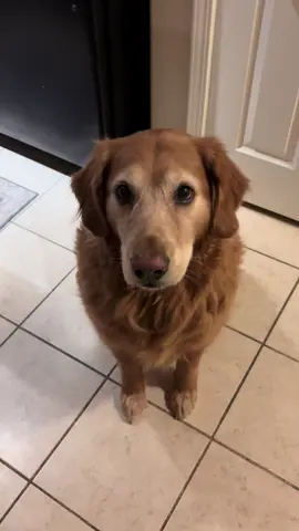 Sirius thinks every single package we get is his. 