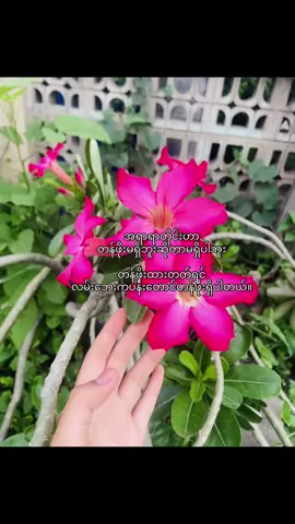 #fypageシ#livephotos#xyzabc#fypシ゚viral#စာသား#foryoupage#titokforyou#feelings#crd#viewsproblem 