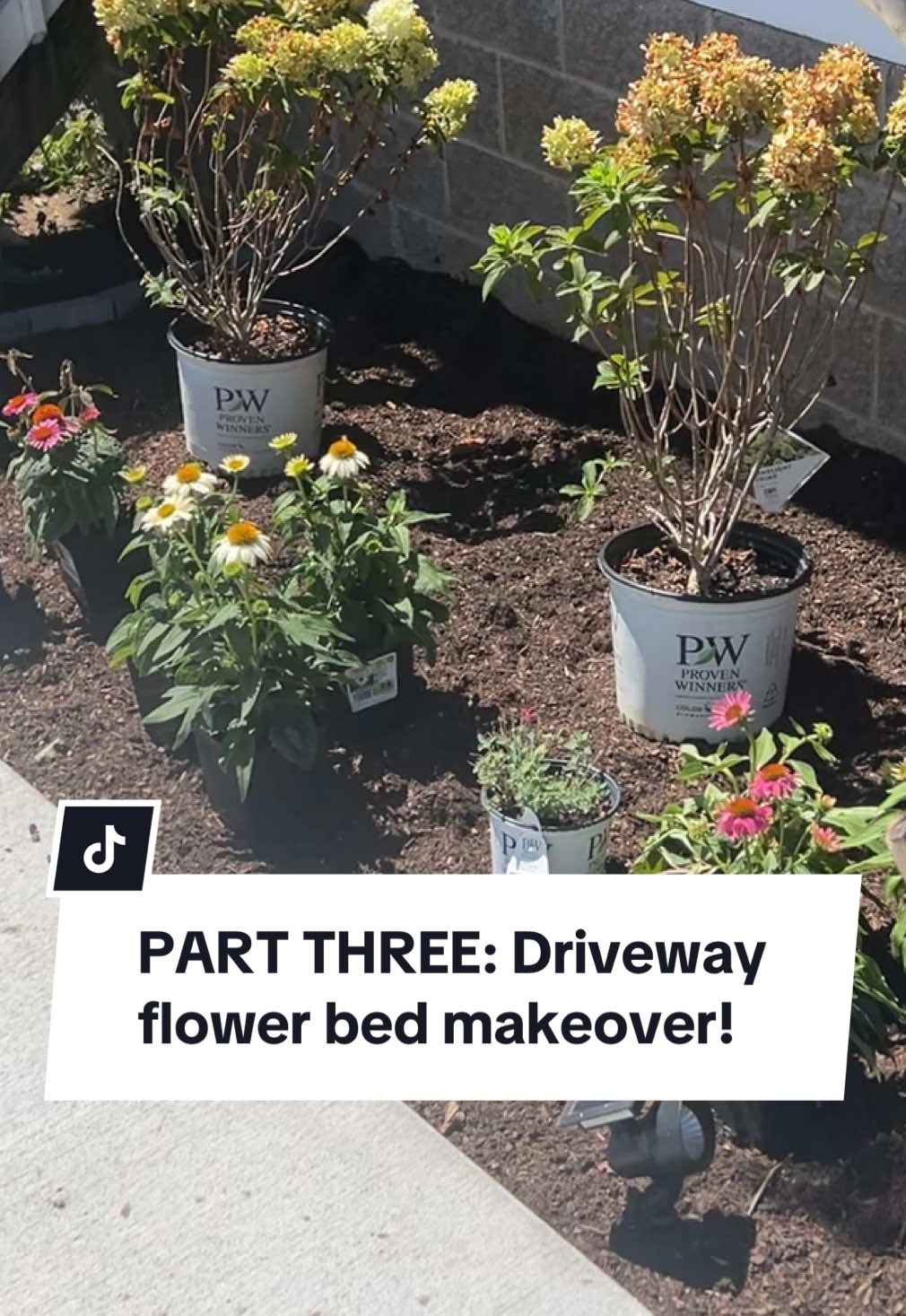This is why I’ve been hoarding clearance plants all summer 🌿 Today I’m finally shopping my backyard stash to redesign this brand new flower bed. Hydrangeas, hostas, coral bells, coneflowers, and more—layered for color, texture, and flow. Can’t wait to hear what you think before I get them in the ground!