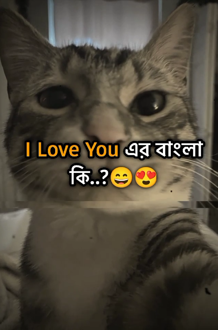 I Love You এর বাংলা কি..?🥰😄 #copylink #সাপোর্ট_করলে_সাপোর্ট_পাবে #Love #foryoupage #foryou 