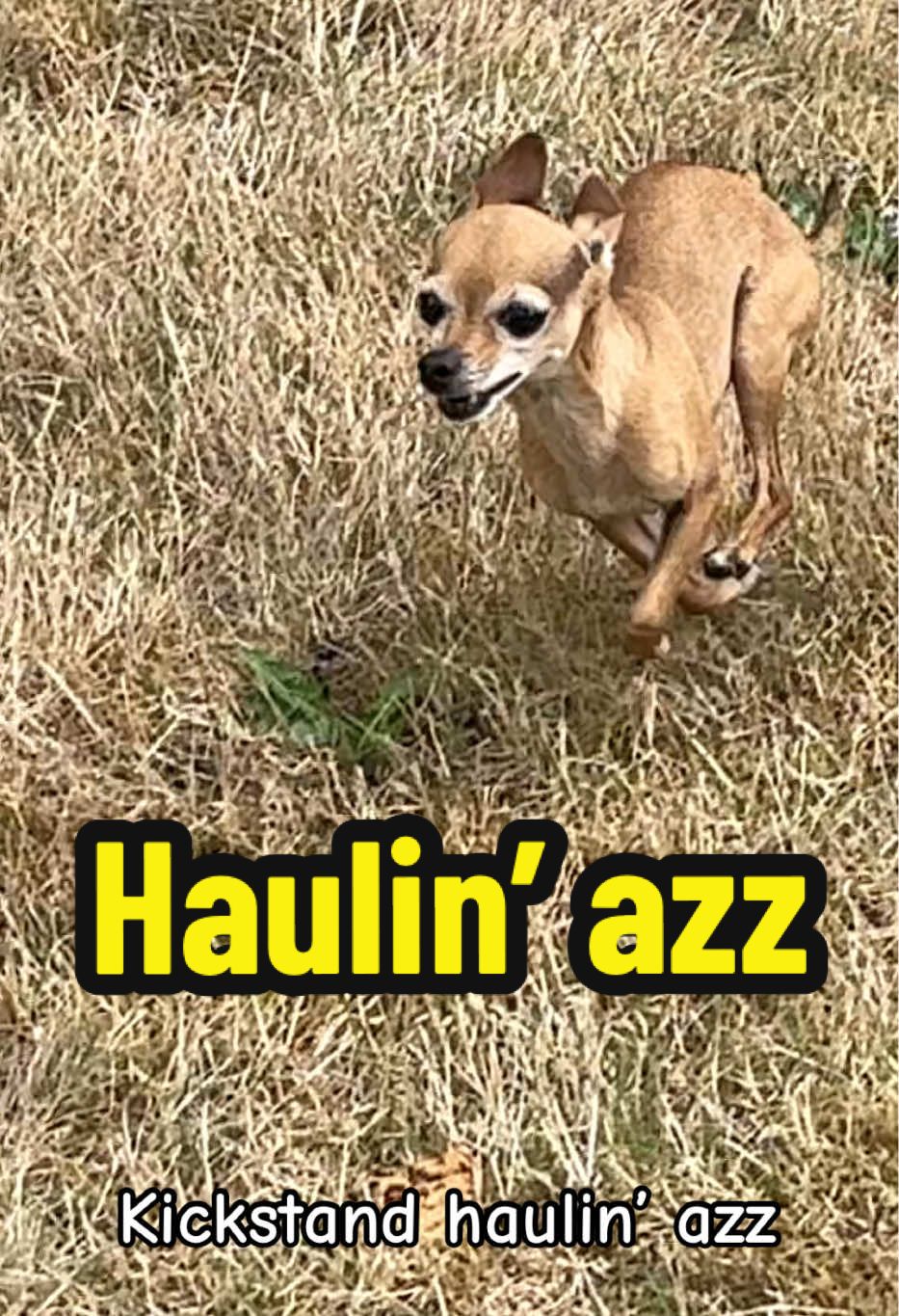 HAULIN AZZ #chihuahua #dog #dogsoftiktok #pet 
