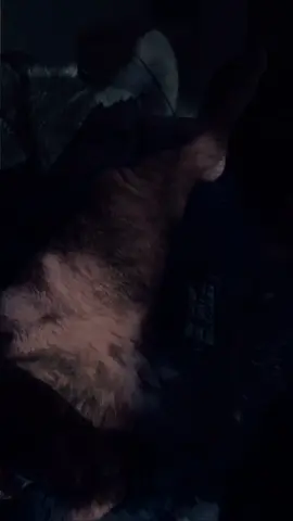 #CapCut 
