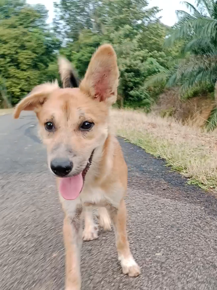 Si Chiko🥰