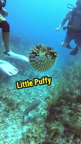 #scuba #scubadiving #oceanlife #pufferfish #diving 