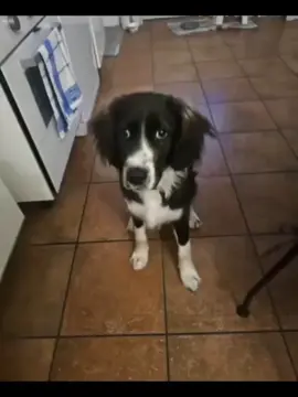 vasclar jackson 🤣🤣 #funnydog #humour #videoanimation #dog 