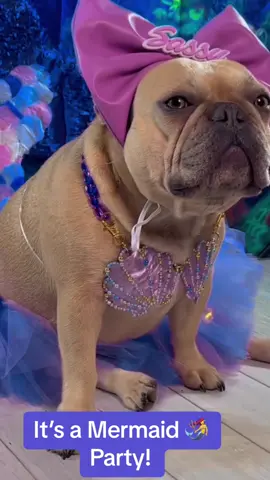 it’s a mermaid party! #tailof4frenchies #tsiloffourfrenchies #funnydogvideos #mermaids #dogvideos 