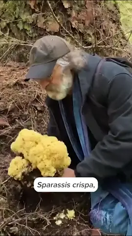 Paul Stamets finds the Cauliflower Mushroom, a delicious edible mushroom, in the old-growth forest! Have you ever found this mushroom? Share with us in the comments! #paulstamets #mushtok #foraging #cauliflowermushroom