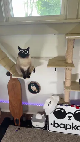 ole college kick off #cat #cameos #bap #fyp #fanvideos
