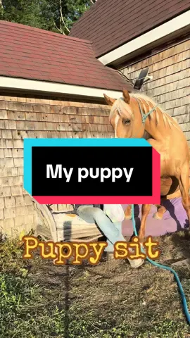 Antwort auf @aimlessdoodler yeah I love my puppy. ❤️❤️❤️ #horse #puppy #tricks #Love #funnyvideos 