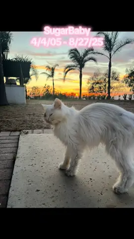 The love of my life has passed away. The purr you hear was the first she did in almost 2 years after her hyperthyroidism issues. And one of the last. The last photo here is 3 days before her passing. Thank you God for gifting me her. Thank you for 20 years of companionship my baby. And thank you all for loving her #sugar 