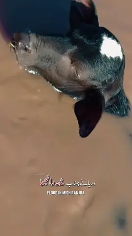 FLOOD IN MIDH RANJHA | CHINAB RIVER FLOOD | SELAB #سیلاب #flood #midhranjha #onthisday #splendor_lover #aliabbaswrites #fypシ゚viralシfypシ゚viralシalシ #wbf7 @گوندل_ویر 👤✨ @@sakii❣️ @ذوہیب احمد @Adil Ustad @Ali Baba @SHGP🦅 
