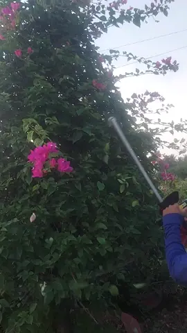 máy cắt tỉa ở đây