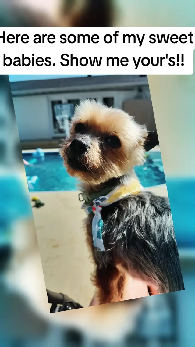 #dogsoftiktok #babies 