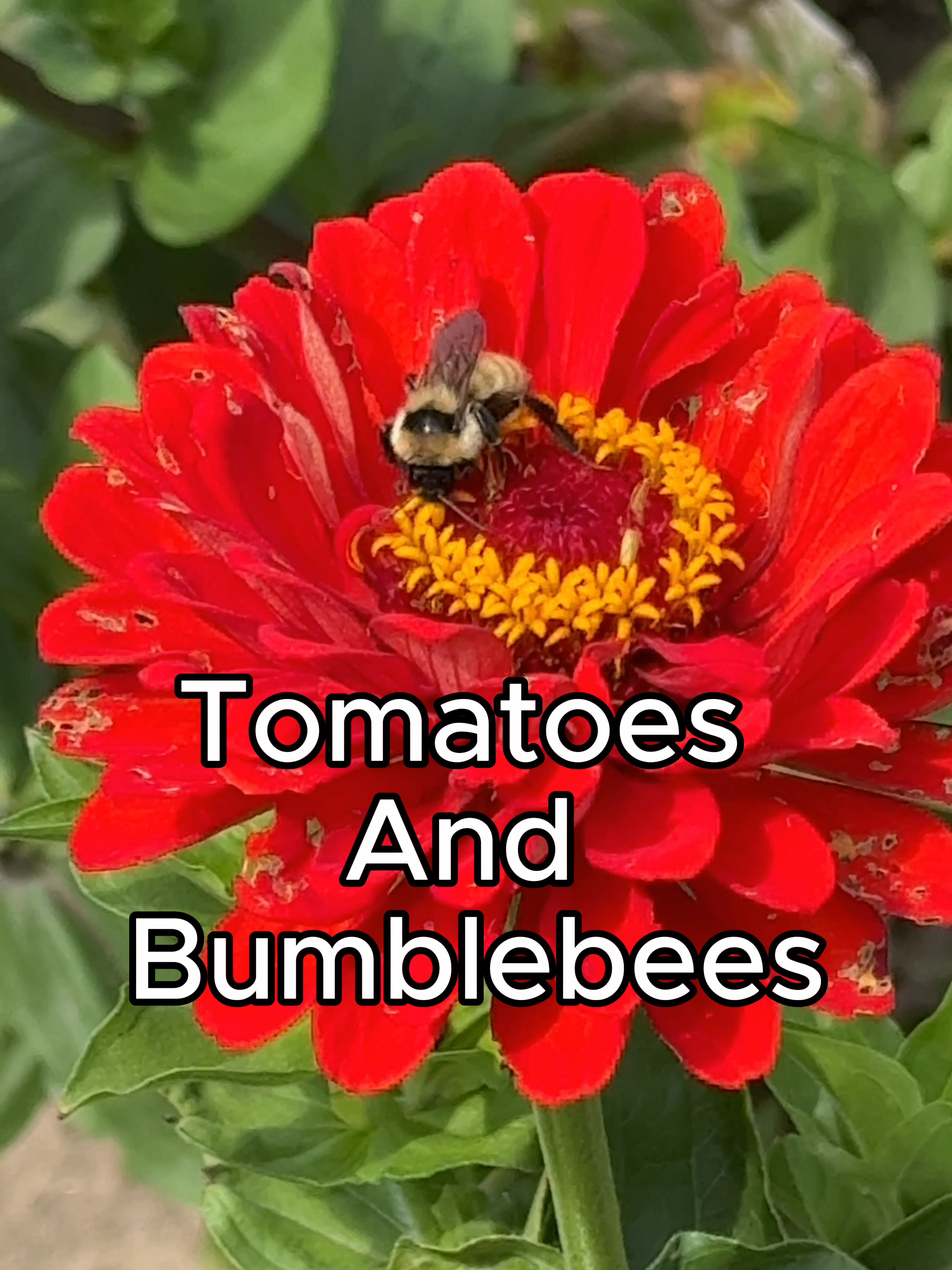 #organicgardening #diygarden #bee #homesteading #tomato