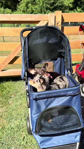 POV: when you get your dogs a stroller💗 #dogstroller #fyppppppppppppppppppppppp #chihuahua #merle #puppy
