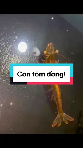 Tôm bố mẹ lên trứng … trứng đậm như sợi dây đồng! #nuoitomcongnghecao #xuhuong #nuoitom #nuoitomtrenaolotbat #tomgiongtamanh