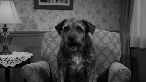#freakrags  #dog 
