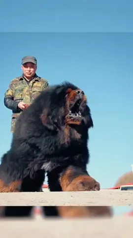 #fyp #tiktokdogs #puppy  #dogsoftiktok #tibetanmastiff 