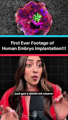 This is NUTSO!  This is the first ever footage of a human embryo implanting in the uterine tissue in real time!! For decades, we no idea why 60% of miscarriages happen during implantation. The most crucial moment in human reproduction was a complete black box. Until now.  Scientists just filmed human embryos implanting in real-time for the FIRST TIME EVER.  Scientists created artificial uterine tissue using collagen and filmed embryos for 24 hours straight, taking photos every 20 minutes. Understanding this process could lead to better fertility treatments, hopefully prevent miscarriages, and help millions of families. This is the first time in human history we’ve actually witnessed the moment life takes hold. Pretty incredible that we cracked one of biology’s biggest mysteries!  Read more here: “Traction force and mechanosensitivity mediate species-specific implantation patterns in human and mouse embryos” published in Science Advances #mindblown #science #biology #fertility #pregnancy 