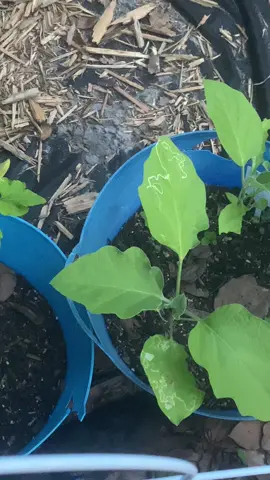 Gardening 🤷‍♀️ #f 