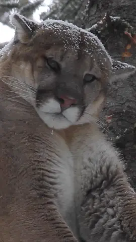 This tom mountain lion has lived well off the elk…big, fat rolls draped over the branch as he lounges like he owns the forest. Relaxed, confident, and almost disgusted with the world around him. He’s still a young male, no scars or frostbitten ears yet, just thick, healthy, and smug. We called him Jabba, like Jabba the Hutt. #wildlife #mountainlion #cougar 