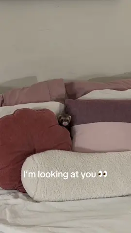 life with a ferret  #ferret #petferret #cutepet #ferretsbeingsilly #fyp